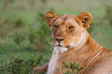 Fototapeta na wymiar lion portrait in the Masai Mara Game Reserve in Kenya
