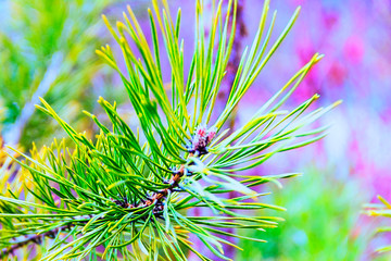 Background of Christmas tree branches