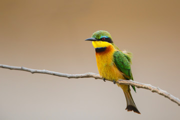 Little bee eater on a branch above the Mara river bank in the Masai Mara Game Reserve in Kenya