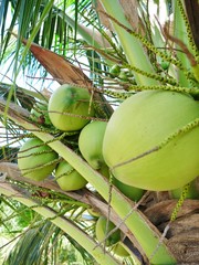 Coconut palm close up, Thailand
