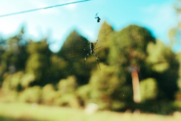 自然の中に巣を張る蜘蛛