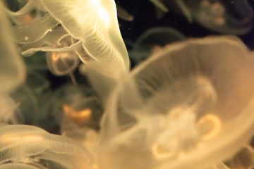 A lot of transparent white yellow pink jellyfish on a black background