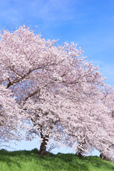 満開の桜並木　青空
