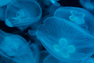 A lot of transparent light blue jellyfish on a black background