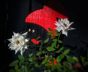 flor rosa branca saci flclores