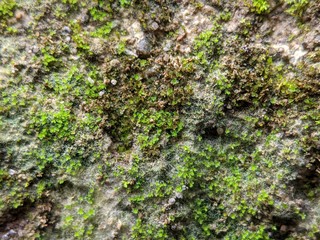 Texture of moss on the stone walls, macro