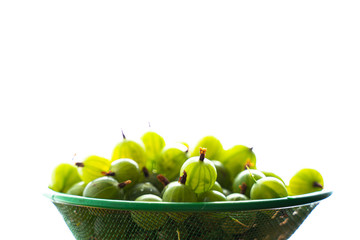 Heap of green wet washed gooseberry fruit in a colander on white background