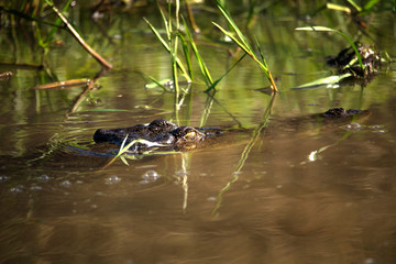 Saltwater crocodile in Corroboree wetlands