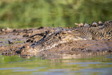 Saltwater crocodile in Corroboree wetlands