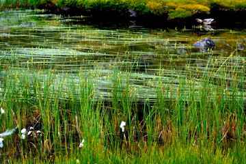 lac marais de montagne