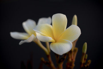 Close up of white and yellow Frangipani flowers. Blossom Plumeria flowers on dark blurred background. Flower background for decoration.