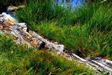 bois, herbes grasses et eau