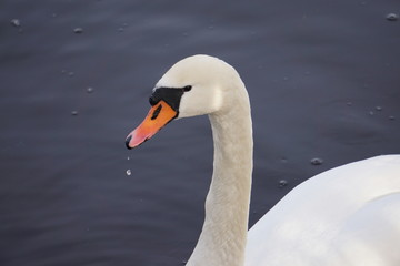 Obraz premium swan on the lake