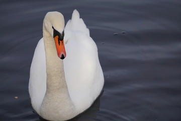 swan on the lake