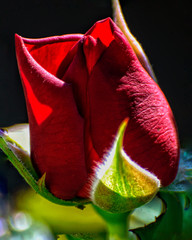 Flor rosa vermelha clouse up