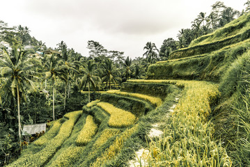 Fototapeta na wymiar Rice terrace with exotic palm trees in the background