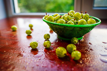 Heap of green wet washed gooseberry fruit in a colander on table. A scattering of large juicy berries on the table