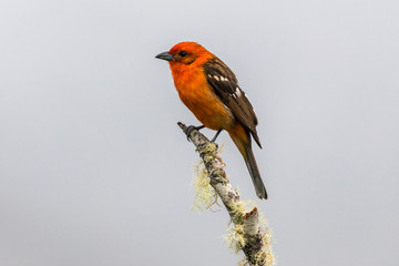Flame-colored Tanager perched on a branch of dead wood, Costa Rica