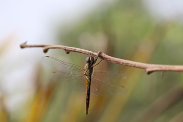 A dragonfly on wood