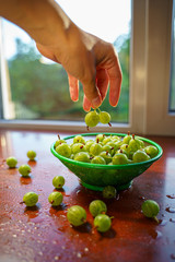 Berries in hand. Heap of green wet washed gooseberry fruit in a colander on table. A scattering of large juicy berries on the table