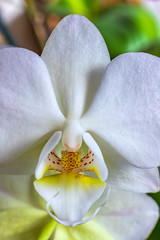 Fototapeta na wymiar Beautiful blooming white orchid flowers close up. Vertical view