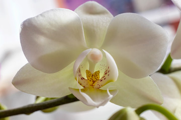 Fototapeta na wymiar Beautiful blooming white orchid flowers close up