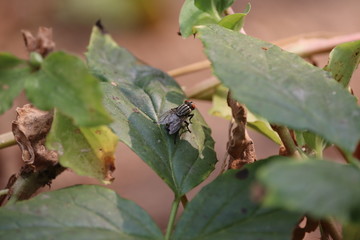 live house fly on leaf