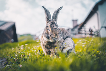 Ausgewachsener Hase auf einem Berg in den Alpen