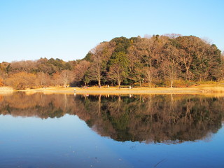 池のある冬の21世紀の森と広場風景