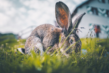 Ausgewachsener Hase auf einem Berg in den Alpen