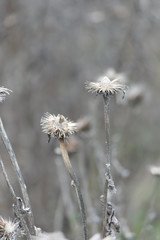 coneflower in winter