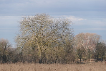 walnut tree in the field