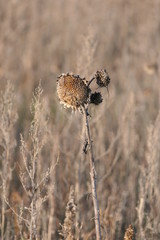 sunflower in winter