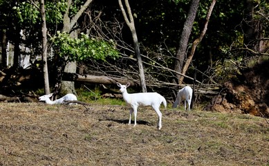 Obraz na płótnie Canvas Deer. White white-tailed deer. Rare Albino or Leucistic deer in Wisconsin natural area.