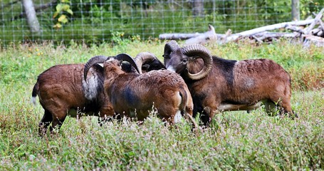  Mouflon is  wild sheep that originates from the Mediterranean islands of Corsica and Sardinia, descended from semidomesticated wild sheep from the Near East brought to Sardinia around 8000 years ago.