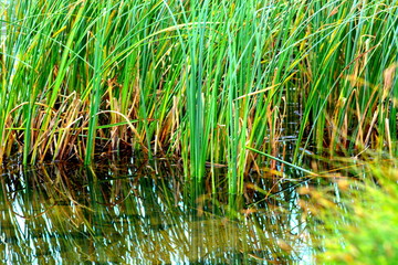 plantes de marais, montagne