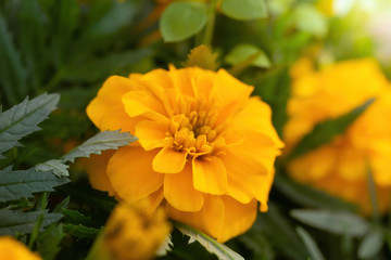 Flowering marigolds close-up