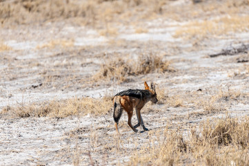 A side-striped Jackal -Canis Adustus- hunting for prey in Etosha National Park, Namibia.