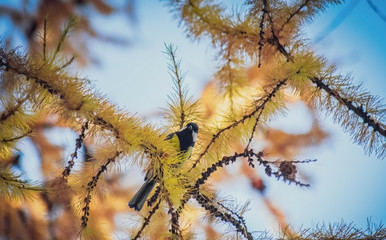 Titmouse on a snowy winter day