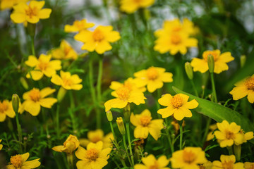 Obraz premium Flowering marigolds close-up