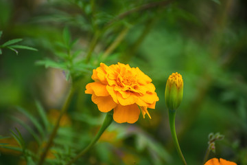 Flowering marigolds close-up