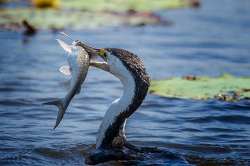 Australian pied cormorant eating a catfish. © Deirdre