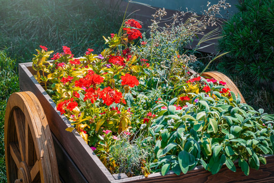 wooden cart full of colorful flowers in garden