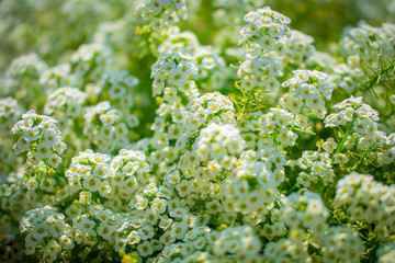 Flowers are alyssum close-up