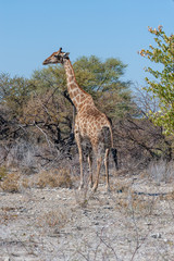 Naklejka na ściany i meble Angolan Giraffes - Giraffa giraffa angolensis- eating from the bushes on the plains of Etosha national Park in Namibia.
