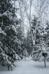 Snow covered branches of spruce trees