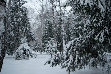 Snow covered branches of spruce trees