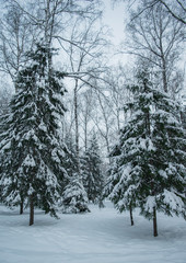 Snow covered branches of spruce trees