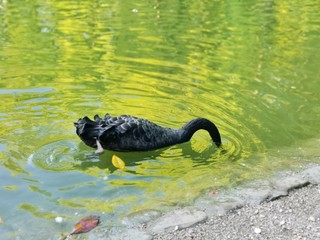 black duck swimming in the water
