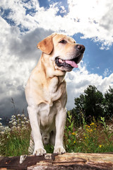 Yellow Labrador Retriever on green forest meadow